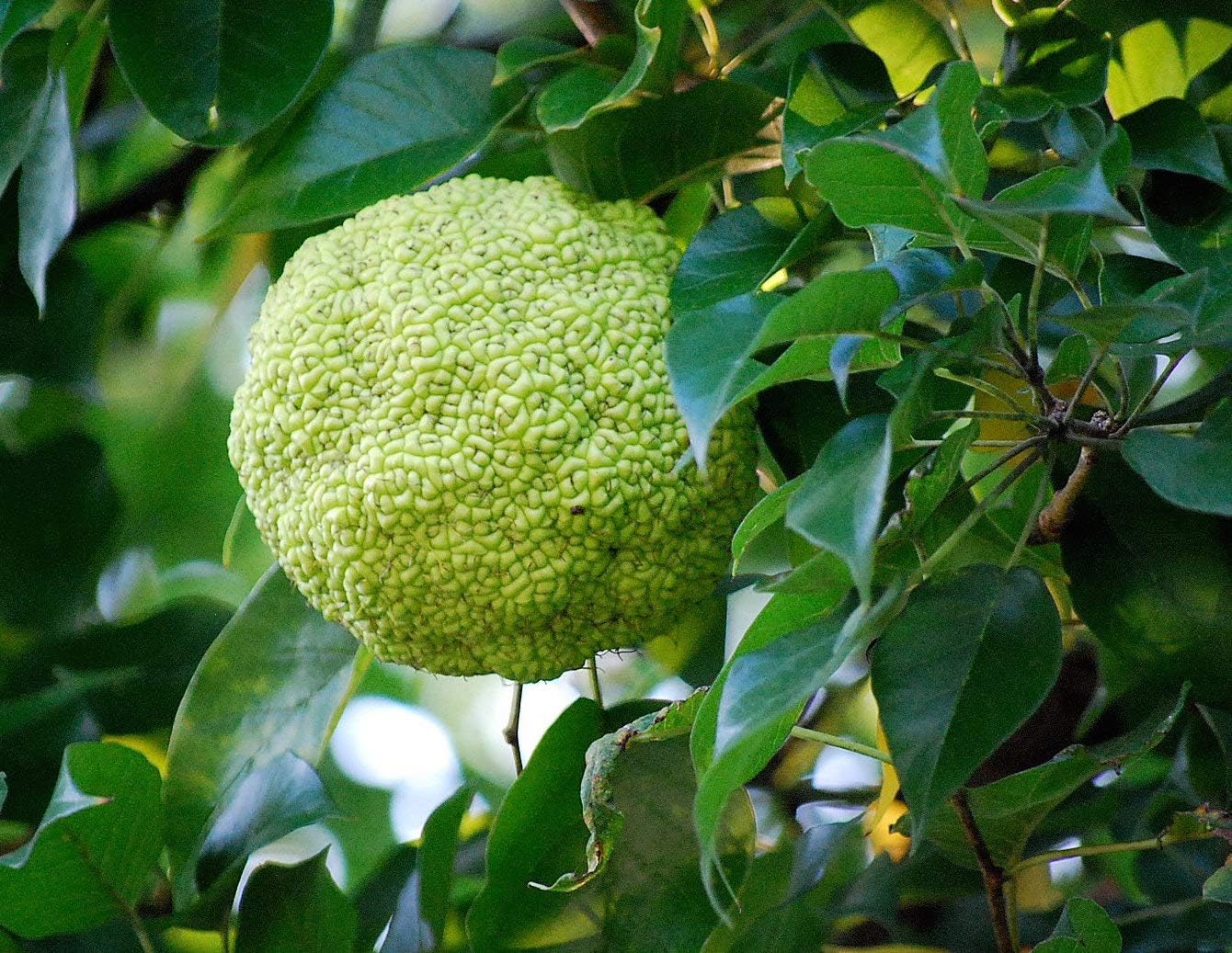 Maclura pomifera seed germination process in soil
