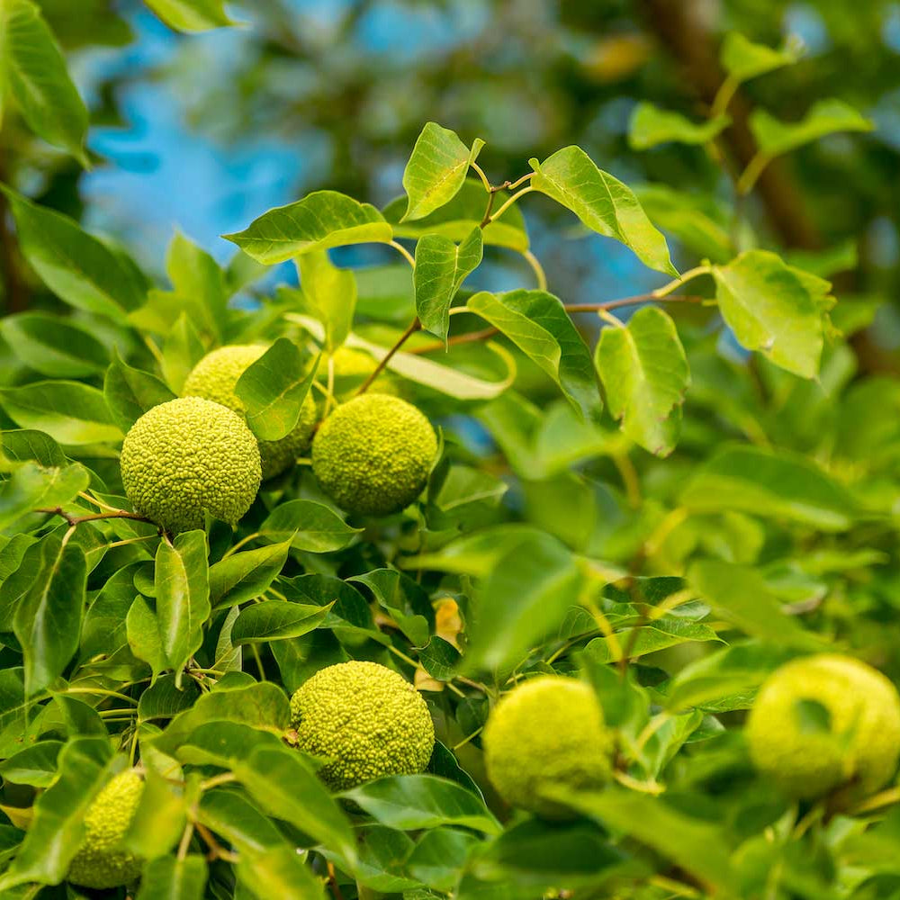 Osage Orange Seeds for Unique Tree Planting