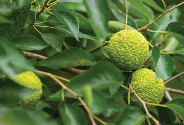 Maclura Fruit Seeds Planting Guide: Tips for Successful Growth