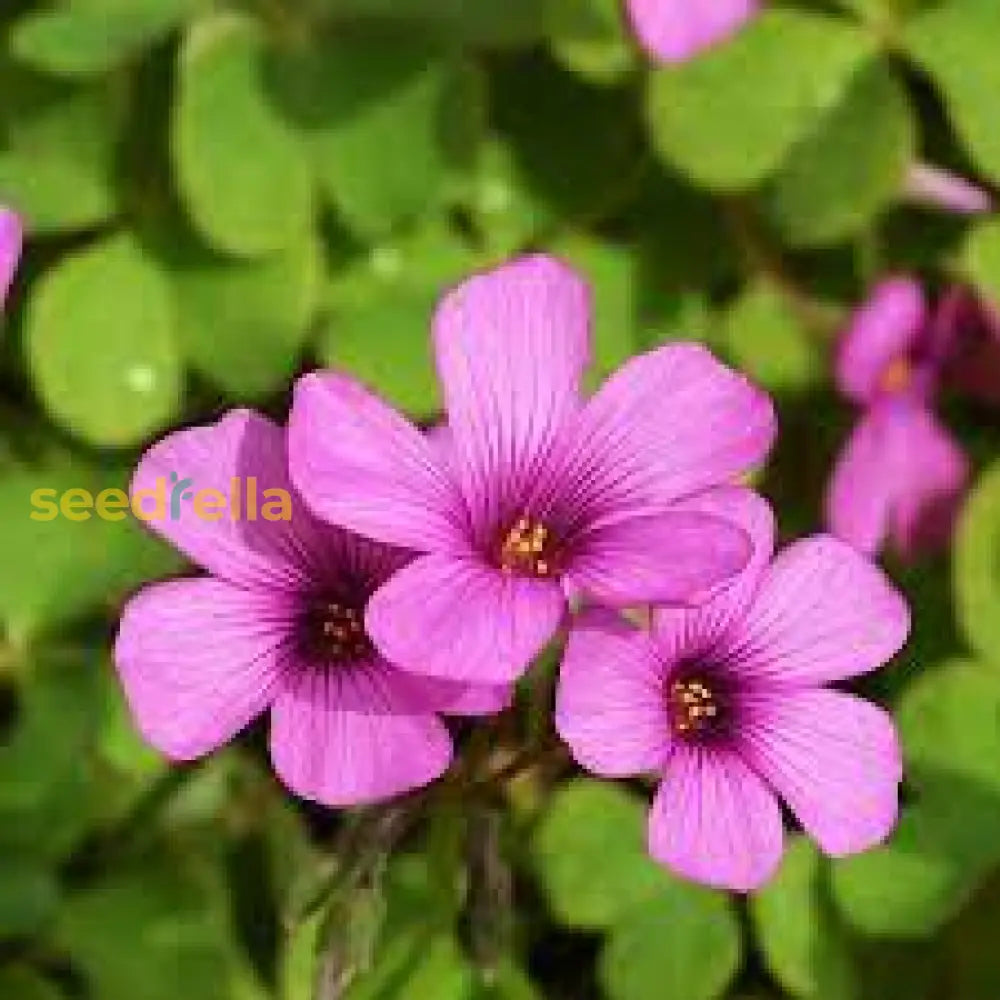 Oxalis Pink Flower Seeds - Perfect For Planting In Your Garden