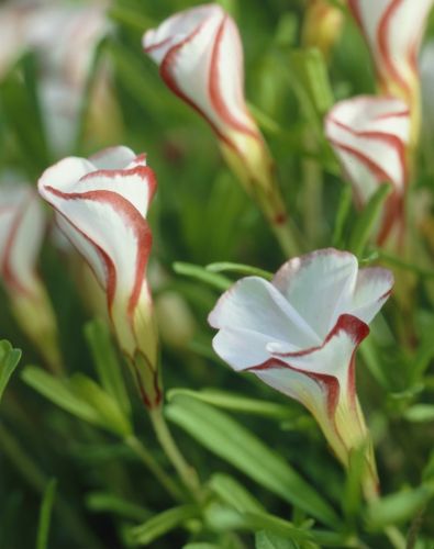 Orange Oxalis Versicolor Flower seeds for Planting - Premium Quality, Heirloom & GMO Free Seeds for Home Garden