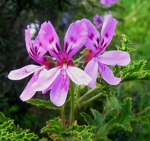 Purple Geranium Flower seeds for Planting - Cottage Garden Essential, Heirloom & GMO Free Seeds for Home Garden