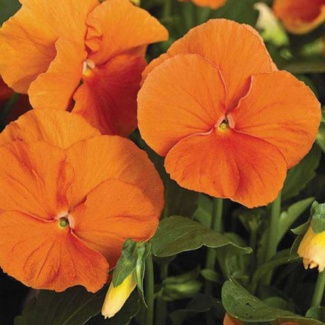 Pansy Flower seeds for Planting Cut Flower Favorite Heirloom & GMO Free Seeds for Home Garden
Sale for planting in home garden