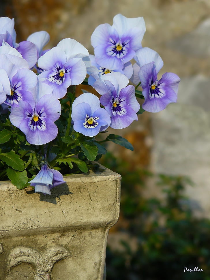 Violet White Pansy Flower Seeds for Planting Fragrant Blossoms Heirloom & GMO Free Seeds for Home Garden
Sale