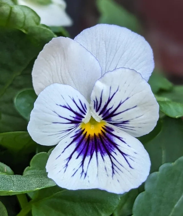 White Blue Wittrockiana Flower seeds for Planting - Easy to Grow, Heirloom & GMO Free Seeds for Home Garden