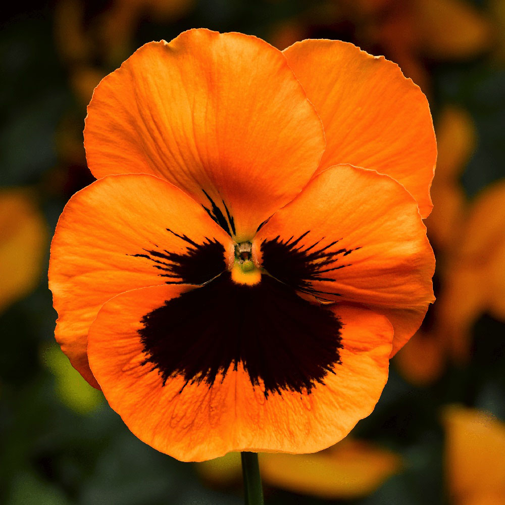 Pansy Flower seeds for Planting - Colorful Display, Heirloom & GMO Free Seeds for Home Garden