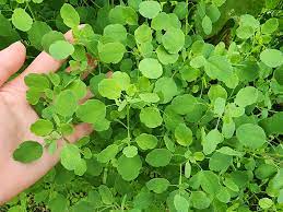 Papalo herb plant growing in full-sun garden bed