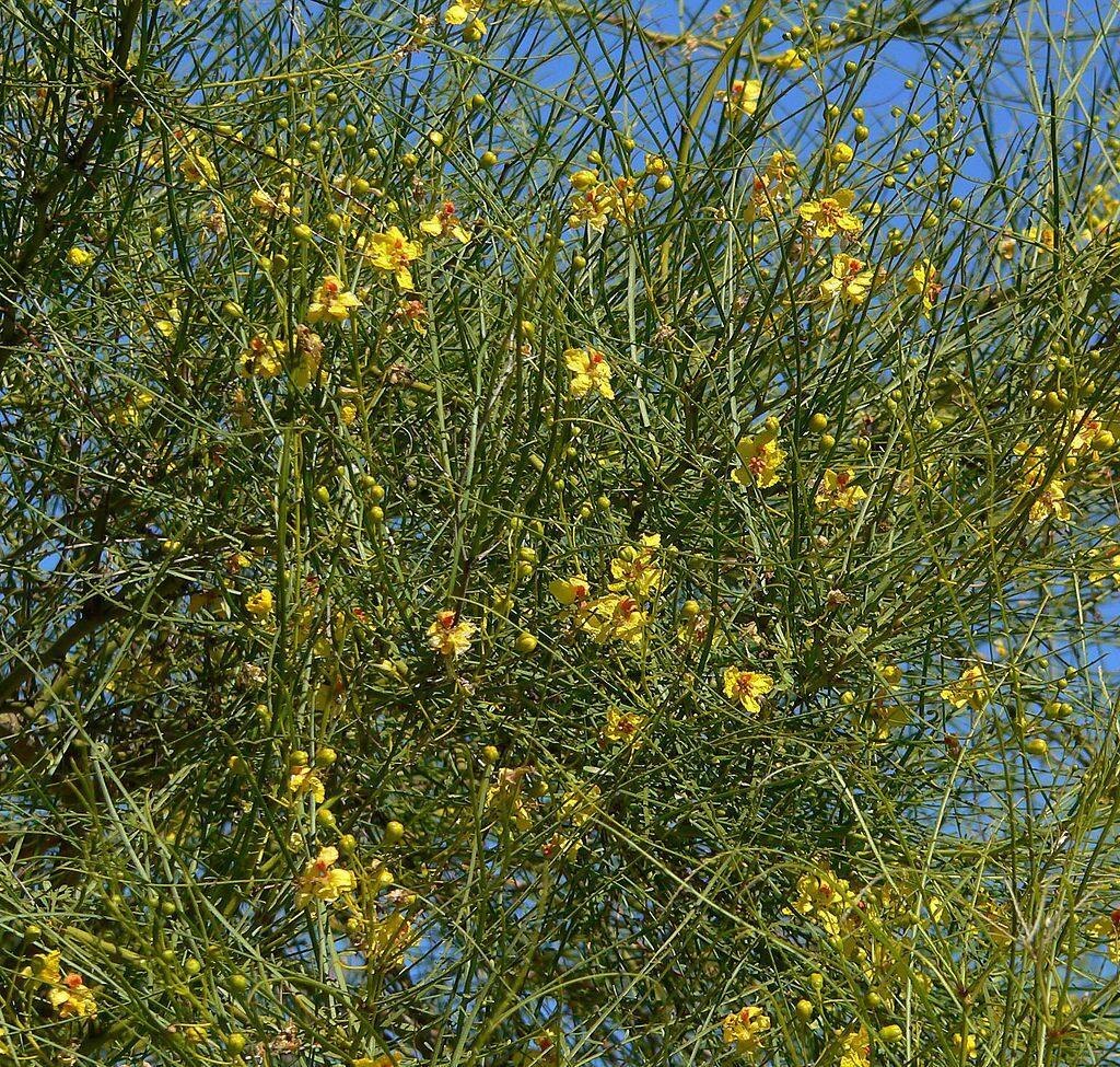 Parkinsonia Aculeata Seeds For Planting Plant Seed