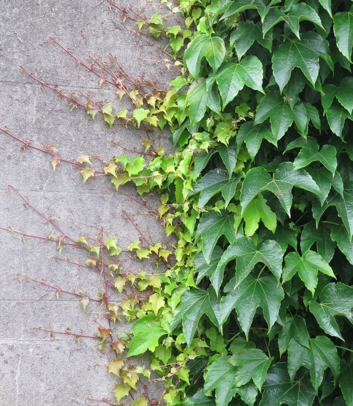 Parthenocissus Tricuspidata Flower seeds blooming in flower beds, containers, borders, and pollinator-friendly gardens