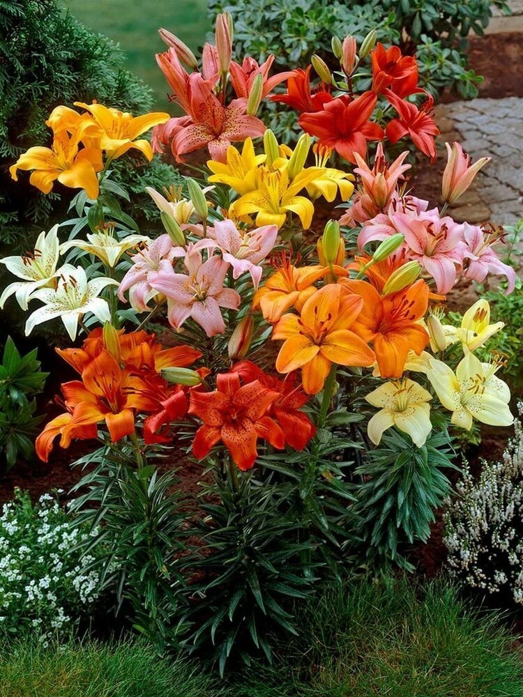 Mixed Flower seeds for Planting - Garden Favorite, Heirloom & GMO Free Seeds for Home Garden