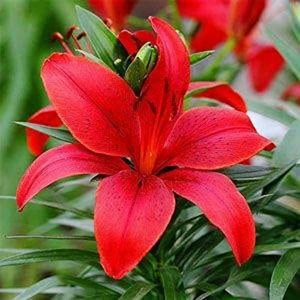 Dark Red Lilium Flower Seeds for Planting Wildflower Mix Heirloom & GMO Free Seeds for Home Garden
Sale