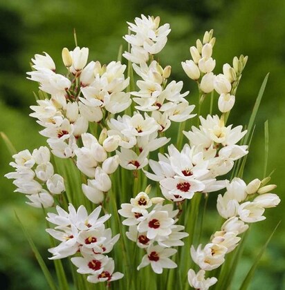 Ixia Flower seeds for Planting - Pollinator Friendly, Heirloom & GMO Free Seeds for Home Garden