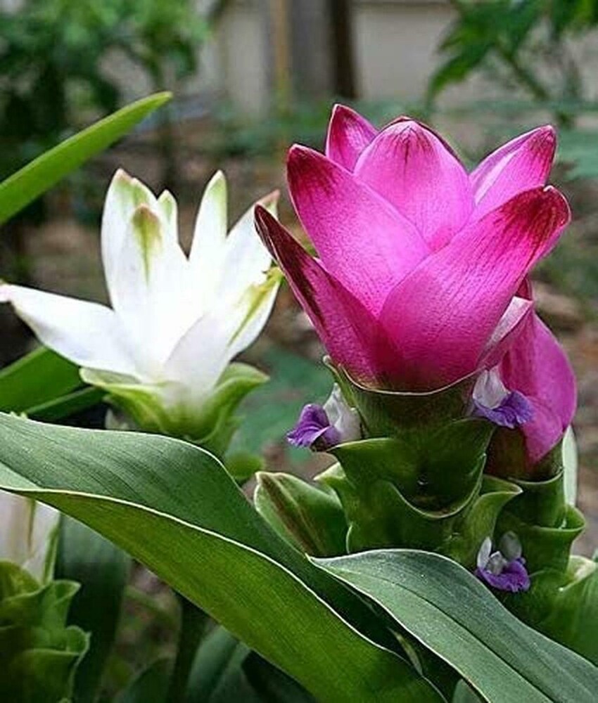 Rhizoma Curcuma Flower seeds for Planting - Wildflower Mix, Heirloom & GMO Free Seeds for Home Garden