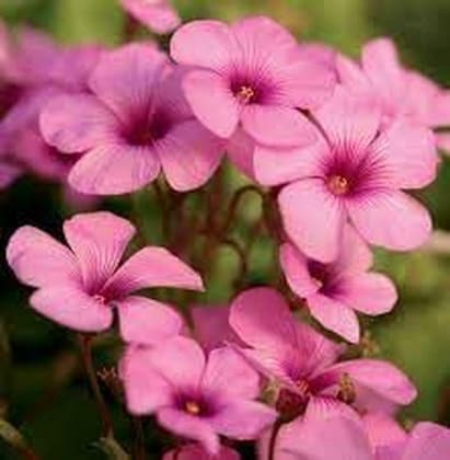 Pink Oxalis Laciniata Flower seeds for Planting - Pollinator Friendly, Heirloom & GMO Free Seeds for Home Garden