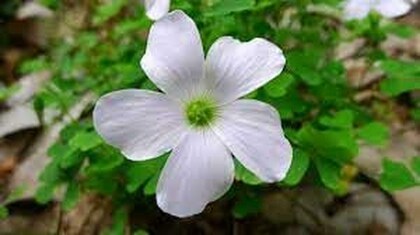 Oxalis Acetosella Flower seeds for Planting - Shade Tolerant, Heirloom & GMO Free Seeds for Home Garden