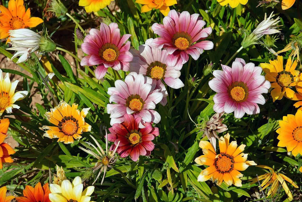 MultiColor Gazania Flower Seeds for Planting Vibrant Colors Heirloom & GMO Free Seeds for Home Garden
Sale
