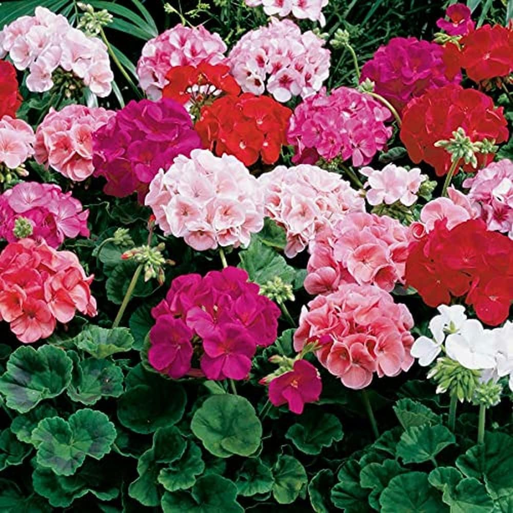 Geranium Flower seeds for Planting Seasonal Bloomer Heirloom & GMO Free Seeds for Home Garden