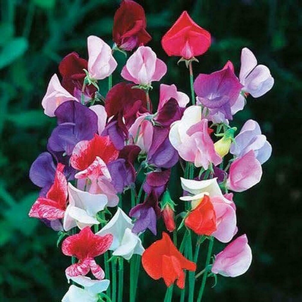 Pea Flower seeds for Planting Bright Blooms Heirloom & GMO Free Seeds for Home Garden