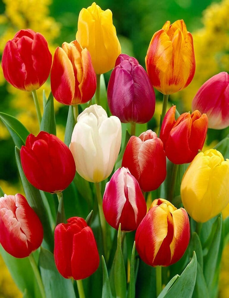 Tulip Flower seeds for Planting - Compact Growth, Heirloom & GMO Free Seeds for Home Garden