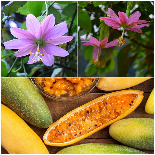 Orange Banana Passion Fruit Seeds for Planting Tropical Garden Delight