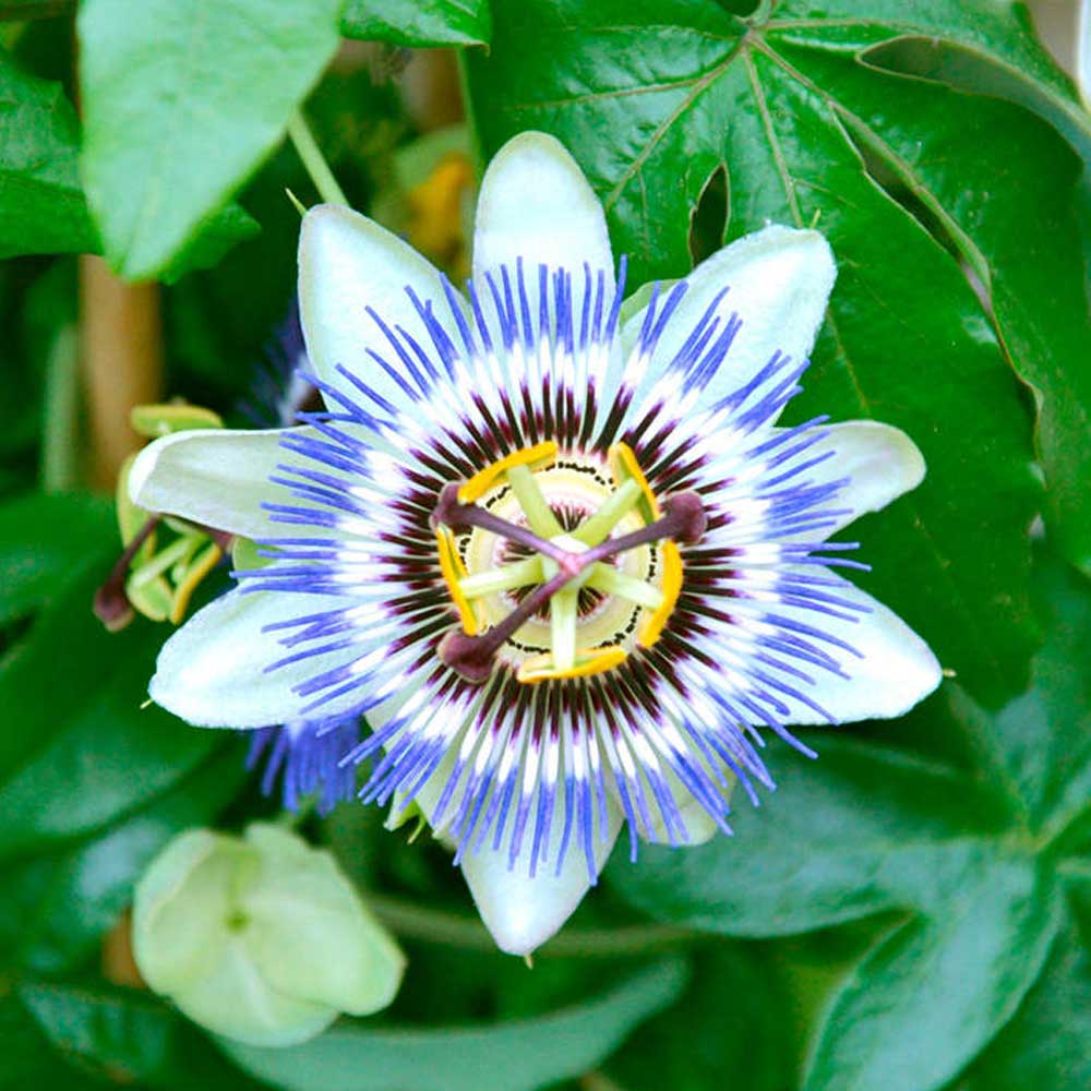 Passiflora Incarnata growing in container