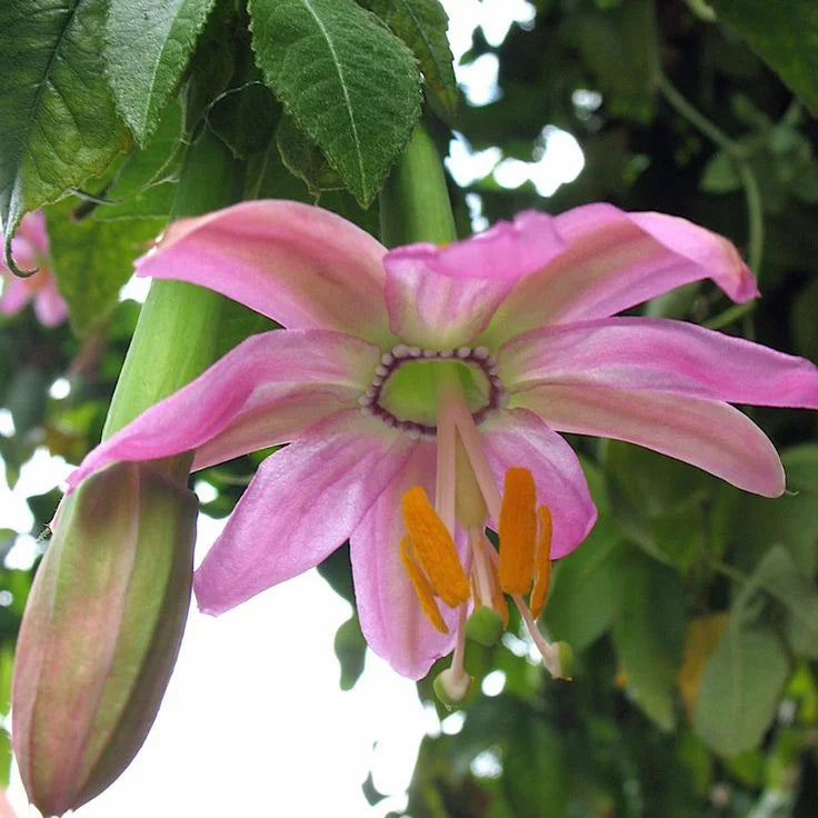 Pink Mollissima Flower seeds for Planting - Premium Quality, Heirloom & GMO Free Seeds for Home Garden