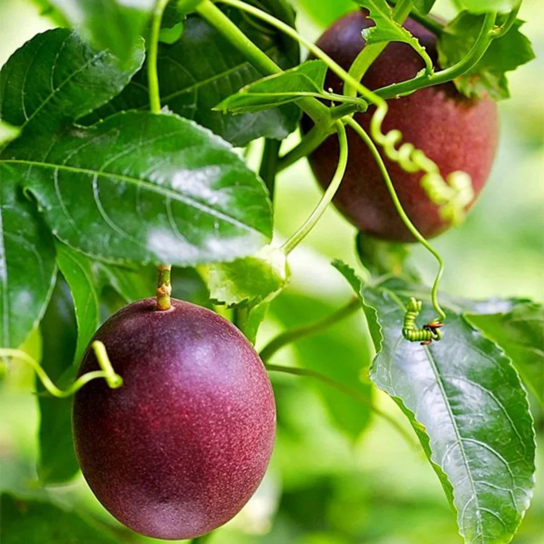 Passion Fruit Seeds Passiflora edulis Tropical Vine for Home Garden
