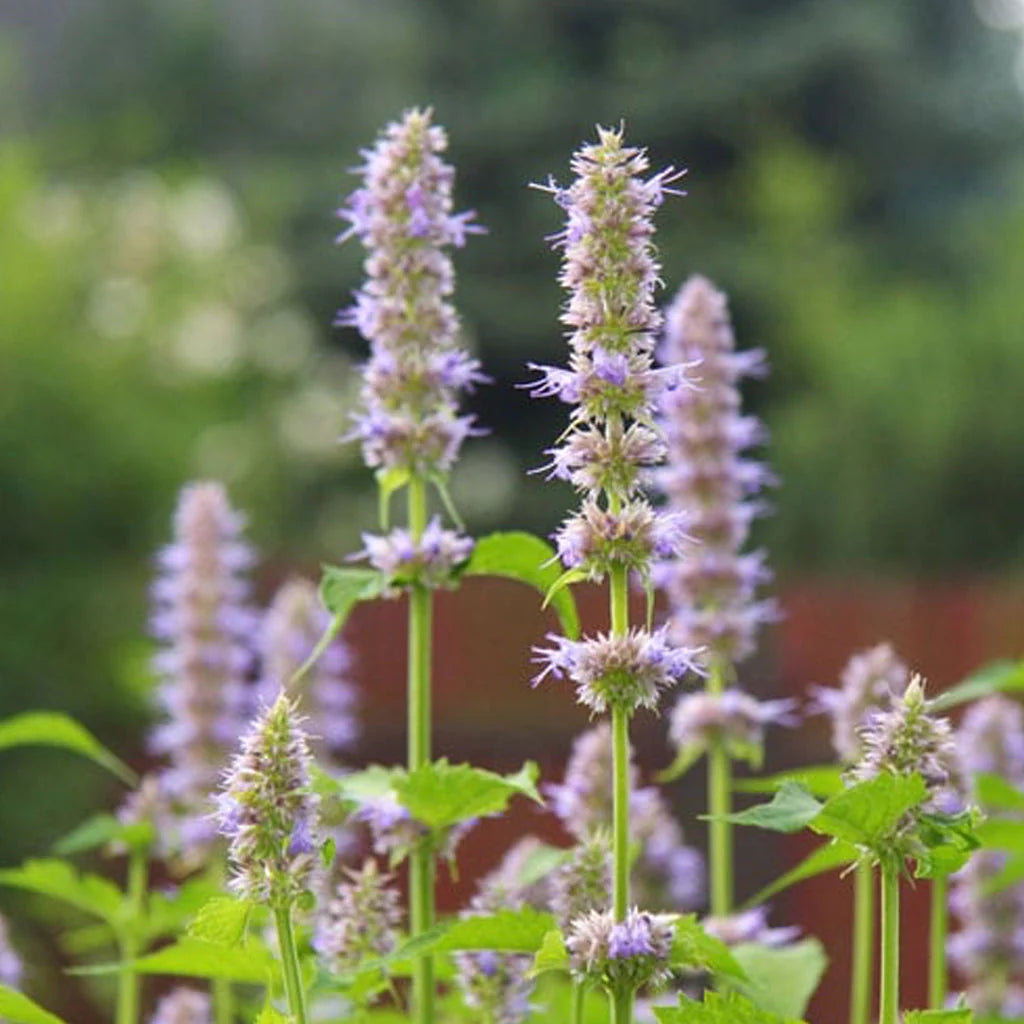 Nepeta Parnassica Flower seeds for Planting - Bright Blooms, Heirloom & GMO Free Seeds for Home Garden