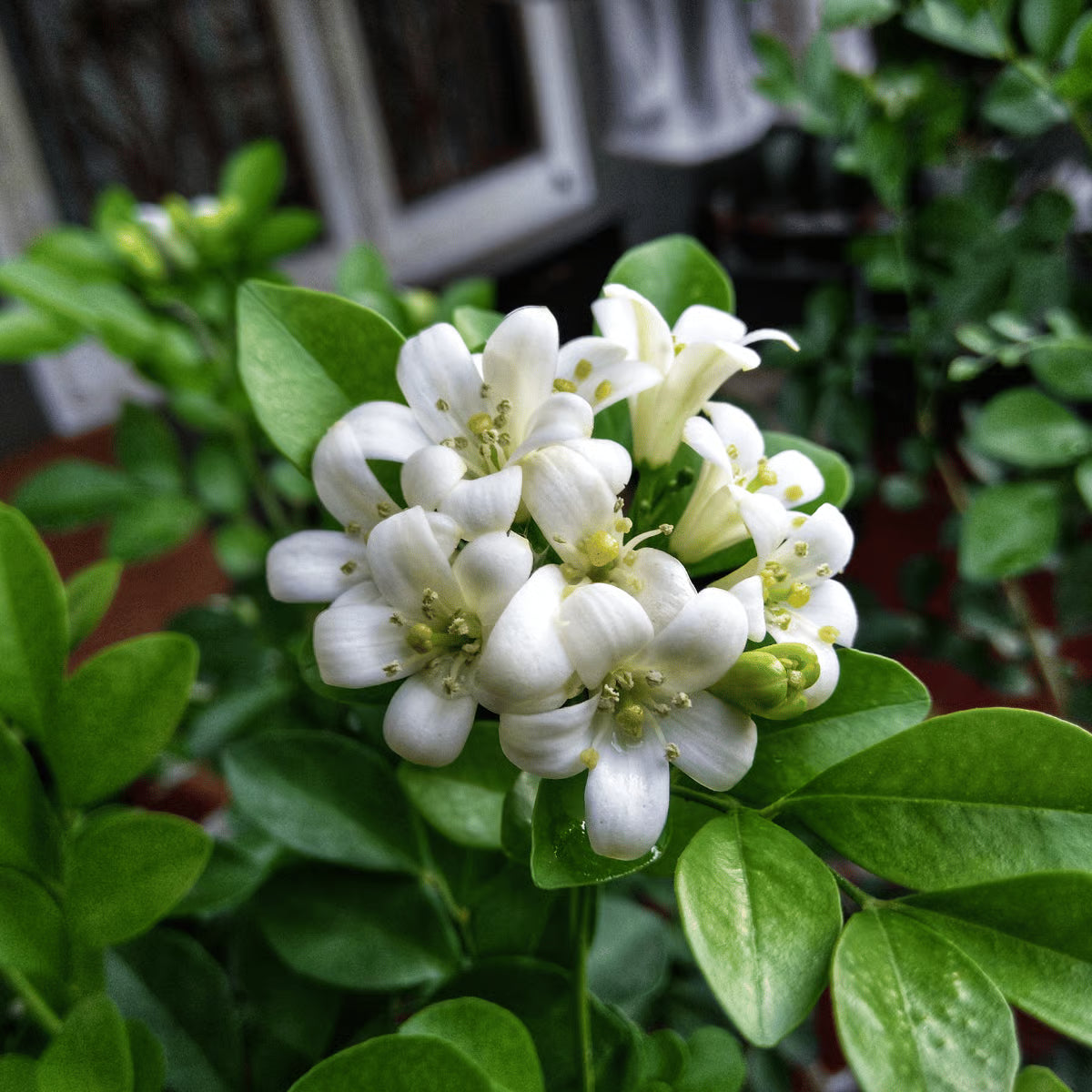 White Murraya Flower seeds for Planting - Hardy Variety, Heirloom & GMO Free Seeds for Home Garden