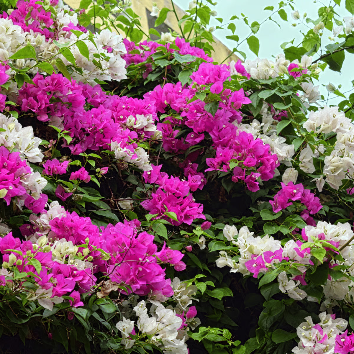 Climbing Bougainvillea Flower seeds for Planting - Low Maintenance, Heirloom & GMO Free Seeds for Home Garden