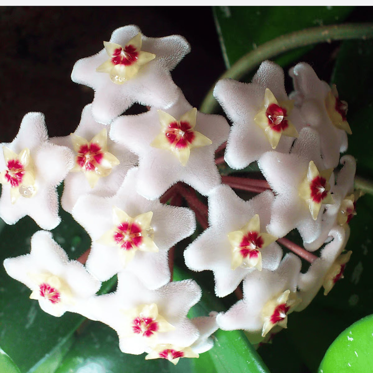 Heirloom Hoya Orchid Flower seeds blooming in flower beds, containers, borders, and pollinator-friendly gardens