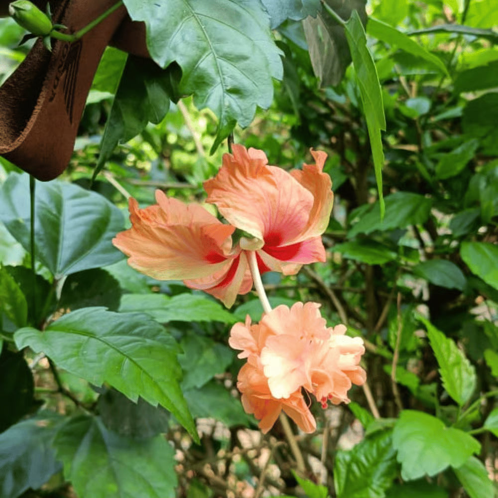 Hibiscus Orange Seeds for Planting - Stunning Tropical Blooms - Evergrowseeds