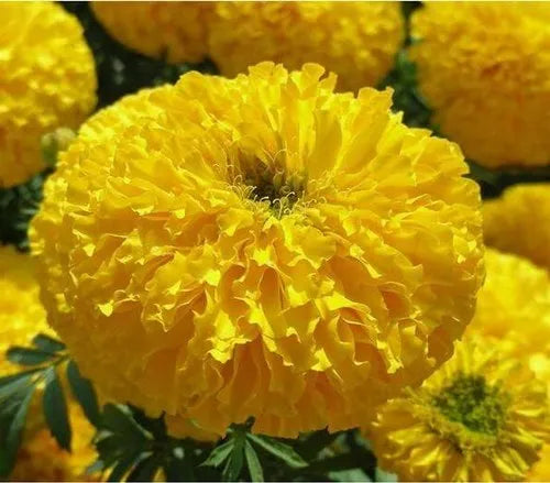 Yellow Fragrant Flower Seeds Planting Guide