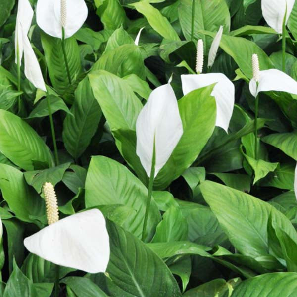 Green Spathiphyllum Flower seeds for Planting - Easy to Grow, Heirloom & GMO Free Seeds for Home Garden