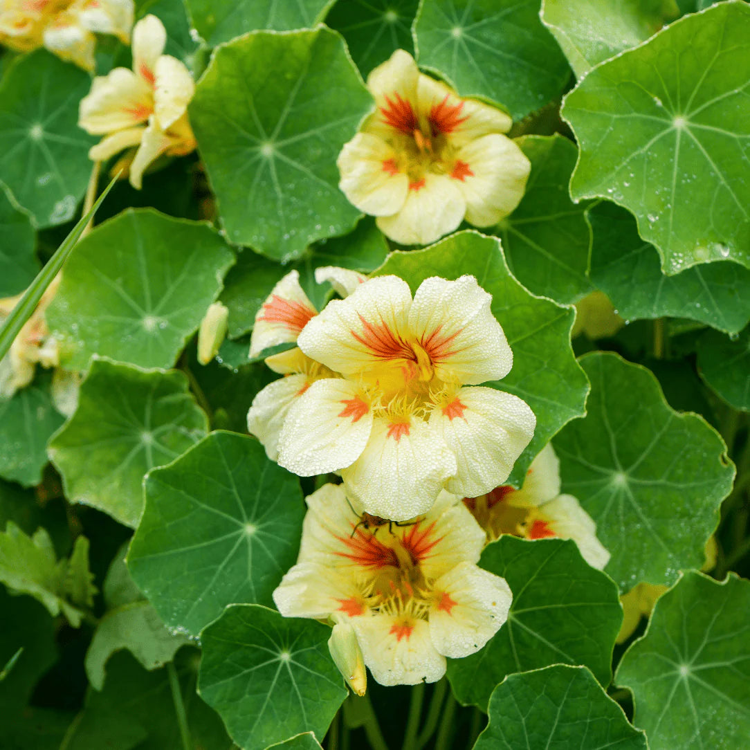Peach Nasturtium Flower Seeds for Planting Perfect for Borders Heirloom & GMO Free Seeds for Home Garden Sale
