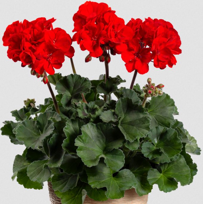 Geraniums Red Flower seeds for Planting - Long Bloom Season, Heirloom & GMO Free Seeds for Home Garden
