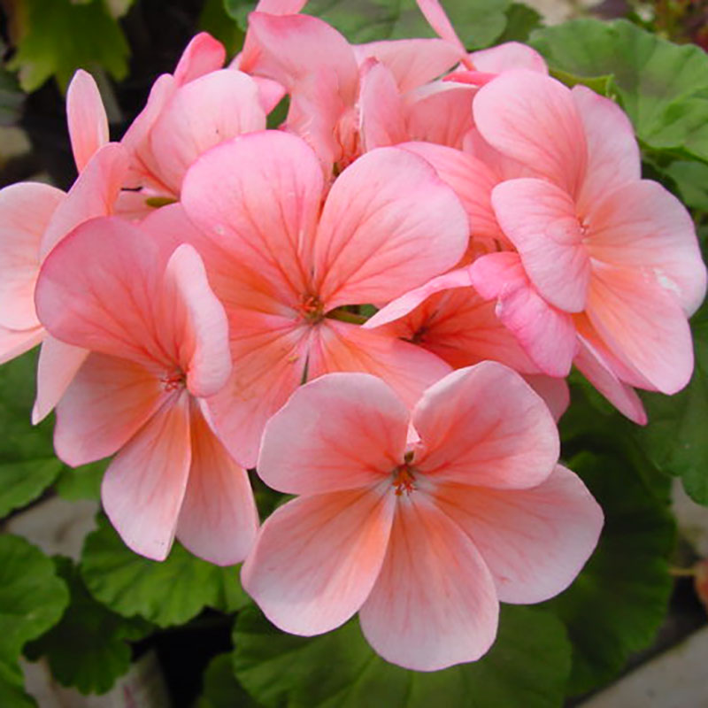 Salmon Pelargonium Peltatum Flower Seeds for Planting Wildflower Mix Heirloom & GMO Free Seeds for Home Garden
Sale