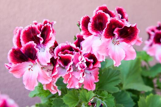 Red & Orange Geranium Flower seeds for Planting - Shade Tolerant, Heirloom & GMO Free Seeds for Home Garden