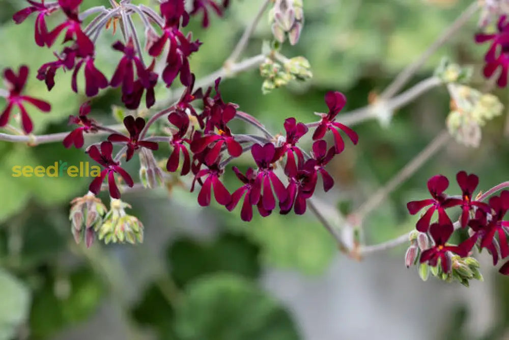 Pelargonium Sidoides Flower Planting Seeds Ideal For Stunning Gardens
