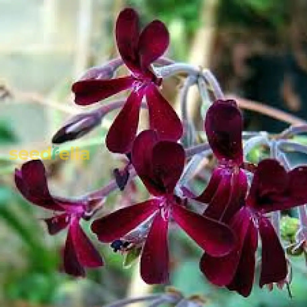 Pelargonium Sidoides Flower Planting Seeds Ideal For Stunning Gardens
