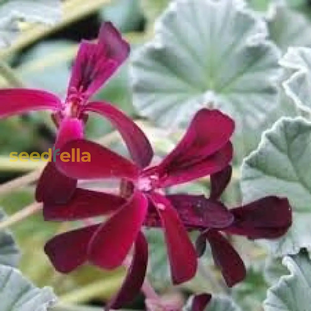 Pelargonium Sidoides Flower Planting Seeds Ideal For Stunning Gardens