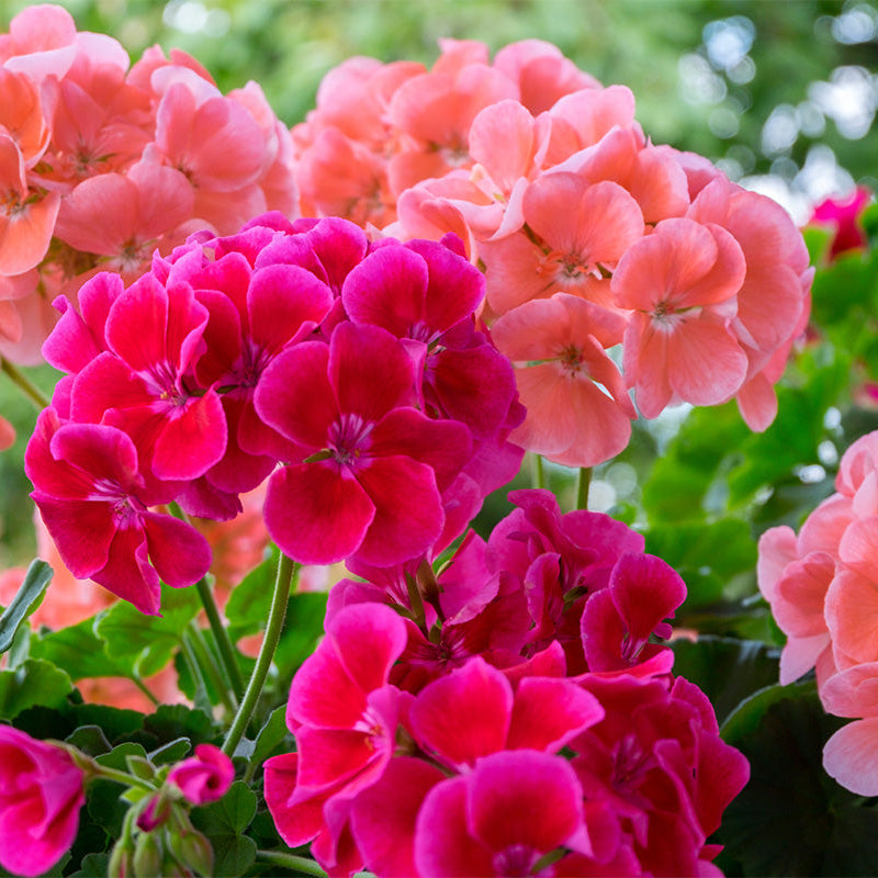 Buy Geranium (Pelargonium hortorum) Seeds Online – Bright Balcony Flowers