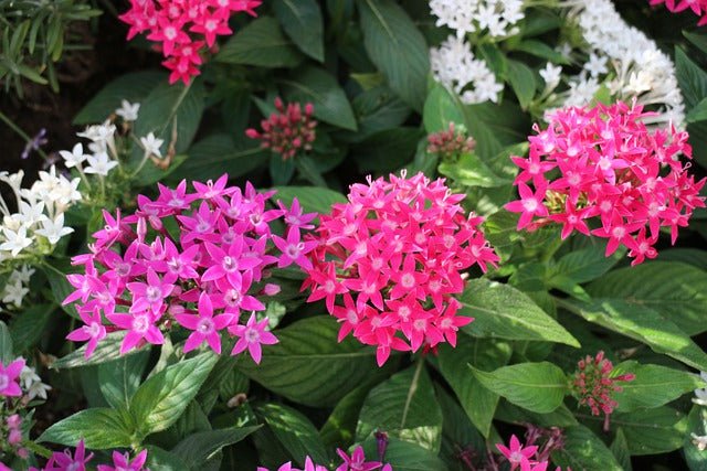 Multi Color Lanceolata Flower Seeds for Planting Perfect for Borders Heirloom & GMO Free Seeds for Home Garden Sale