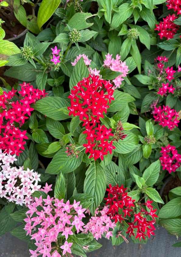 Mixed Star Pentas Flower seeds for Planting - Shade Tolerant, Heirloom & GMO Free Seeds for Home Garden