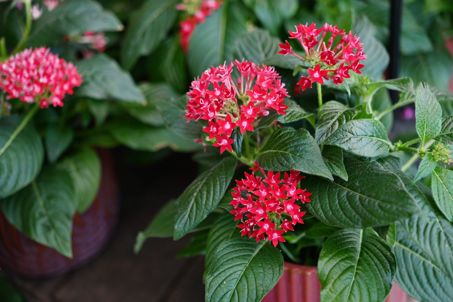Heirloom Pentas Lanceolata Flower seeds blooming in flower beds, containers, borders, and pollinator-friendly gardens