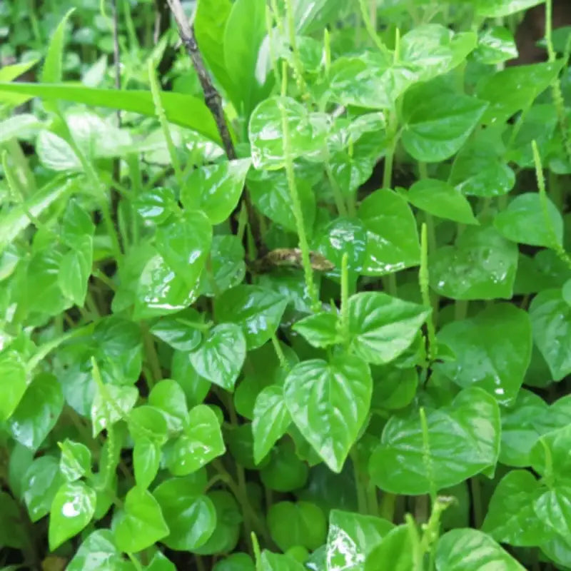Peperomia Pellucida Rau Cang Cua Flower seeds for Planting - Fragrant Blossoms, Heirloom & GMO Free Seeds for Home Garden