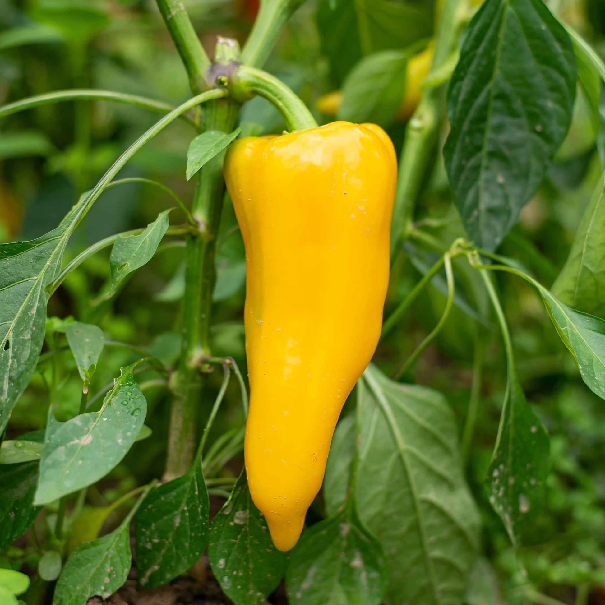 Pepper Seeds Gold Marconi Hybrid Paprika Seeds - Evergrowseeds