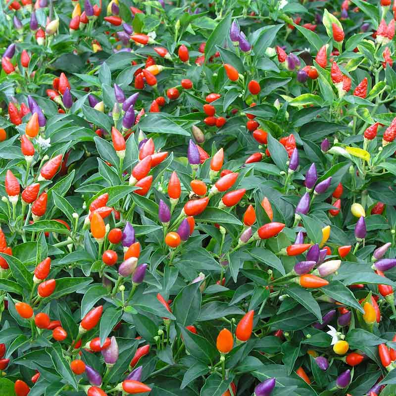 Melrose Pepperoni Capsicum annuum Pepper Seeds for Planting in Vegetable Patch