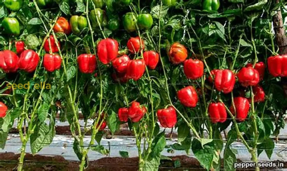 Pepper Planting Seeds From Trenton Farmer’s Market