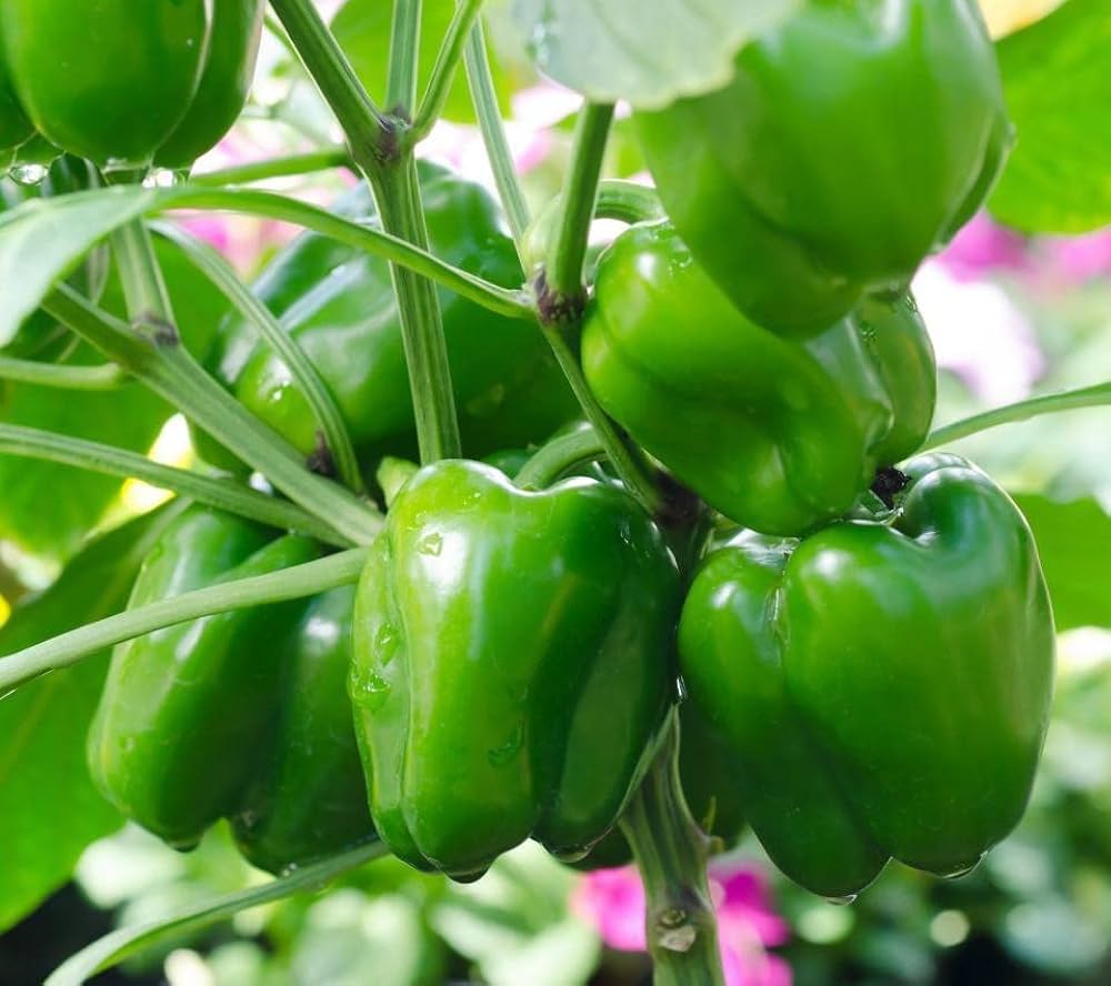 Pepper plants grown from high quality seeds